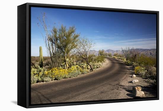 Cactus Forest Drive, Saguaro National Park, Arizona, USA-Jamie & Judy Wild-Framed Stretched Canvas