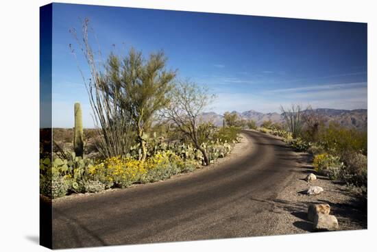 Cactus Forest Drive, Saguaro National Park, Arizona, USA-Jamie & Judy Wild-Stretched Canvas