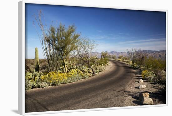 Cactus Forest Drive, Saguaro National Park, Arizona, USA-Jamie & Judy Wild-Framed Photographic Print