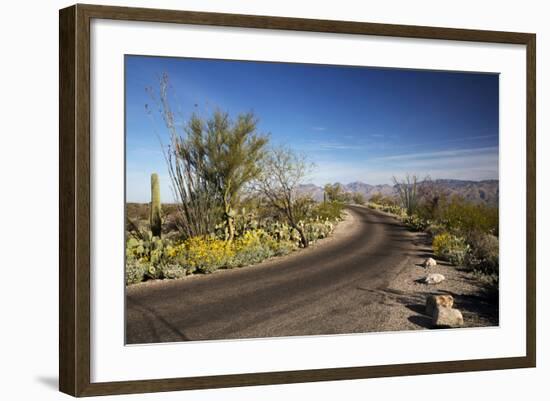 Cactus Forest Drive, Saguaro National Park, Arizona, USA-Jamie & Judy Wild-Framed Photographic Print