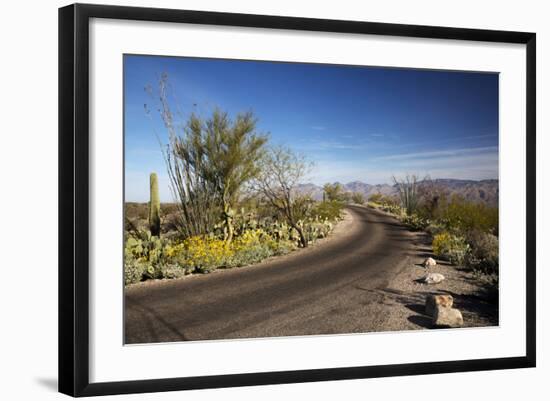 Cactus Forest Drive, Saguaro National Park, Arizona, USA-Jamie & Judy Wild-Framed Photographic Print