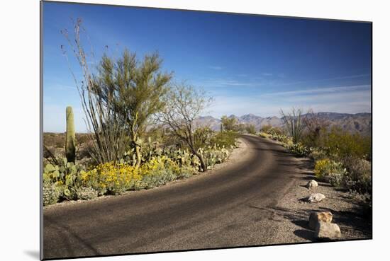 Cactus Forest Drive, Saguaro National Park, Arizona, USA-Jamie & Judy Wild-Mounted Photographic Print