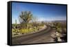 Cactus Forest Drive, Saguaro National Park, Arizona, USA-Jamie & Judy Wild-Framed Stretched Canvas