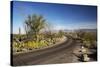 Cactus Forest Drive, Saguaro National Park, Arizona, USA-Jamie & Judy Wild-Stretched Canvas