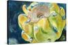 Cactus Fruit-Jennifer Redstreake Geary-Stretched Canvas