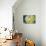 Cactus Fruit-Jennifer Redstreake Geary-Stretched Canvas displayed on a wall