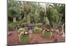 Cactus Garden, Fuerteventura, Canary Islands-Peter Thompson-Mounted Photographic Print