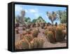 Cactus Garden in Fuerteventura-JackyBrown-Framed Stretched Canvas