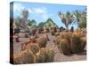 Cactus Garden in Fuerteventura-JackyBrown-Stretched Canvas
