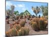 Cactus Garden in Fuerteventura-JackyBrown-Mounted Photographic Print