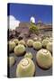 Cactus Garden Jardin De Cactus by Cesar Manrique, Wind Mill, UNESCO Biosphere Reserve-Markus Lange-Stretched Canvas