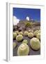 Cactus Garden Jardin De Cactus by Cesar Manrique, Wind Mill, UNESCO Biosphere Reserve-Markus Lange-Framed Photographic Print