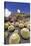 Cactus Garden Jardin De Cactus by Cesar Manrique, Wind Mill, UNESCO Biosphere Reserve-Markus Lange-Stretched Canvas