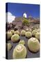 Cactus Garden Jardin De Cactus by Cesar Manrique, Wind Mill, UNESCO Biosphere Reserve-Markus Lange-Stretched Canvas