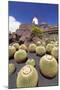 Cactus Garden Jardin De Cactus by Cesar Manrique, Wind Mill, UNESCO Biosphere Reserve-Markus Lange-Mounted Photographic Print