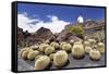 Cactus Garden Jardin De Cactus by Cesar Manrique, Wind Mill, UNESCO Biosphere Reserve-Markus Lange-Framed Stretched Canvas