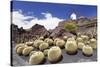 Cactus Garden Jardin De Cactus by Cesar Manrique, Wind Mill, UNESCO Biosphere Reserve-Markus Lange-Stretched Canvas