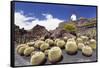 Cactus Garden Jardin De Cactus by Cesar Manrique, Wind Mill, UNESCO Biosphere Reserve-Markus Lange-Framed Stretched Canvas