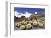 Cactus Garden Jardin De Cactus by Cesar Manrique, Wind Mill, UNESCO Biosphere Reserve-Markus Lange-Framed Photographic Print