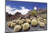 Cactus Garden Jardin De Cactus by Cesar Manrique, Wind Mill, UNESCO Biosphere Reserve-Markus Lange-Mounted Photographic Print