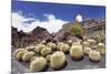 Cactus Garden Jardin De Cactus by Cesar Manrique, Wind Mill, UNESCO Biosphere Reserve-Markus Lange-Mounted Photographic Print