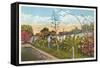 Cactus Garden, Old Town, San Diego, California-null-Framed Stretched Canvas