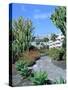 Cactus Garden, Puerto Rico, Gran Canaria, Canary Islands-Peter Thompson-Stretched Canvas