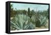 Cactus Garden with Agave-null-Framed Stretched Canvas