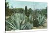 Cactus Garden with Agave-null-Stretched Canvas