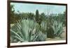 Cactus Garden with Agave-null-Framed Art Print