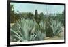 Cactus Garden with Agave-null-Framed Art Print