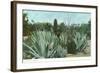 Cactus Garden with Agave-null-Framed Art Print