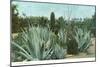 Cactus Garden with Agave-null-Mounted Art Print