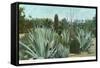 Cactus Garden with Agave-null-Framed Stretched Canvas