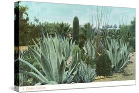 Cactus Garden with Agave-null-Stretched Canvas
