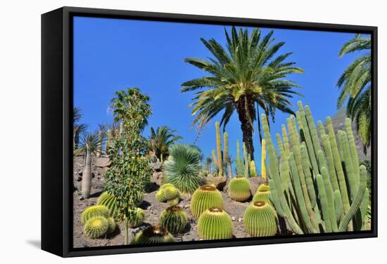 Cactus Garden-Oleg Znamenskiy-Framed Stretched Canvas