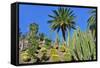 Cactus Garden-Oleg Znamenskiy-Framed Stretched Canvas