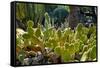 Cactus Garden-Oleg Znamenskiy-Framed Stretched Canvas