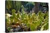 Cactus Garden-Oleg Znamenskiy-Stretched Canvas