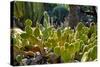 Cactus Garden-Oleg Znamenskiy-Stretched Canvas