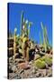 Cactus Garden-Oleg Znamenskiy-Stretched Canvas