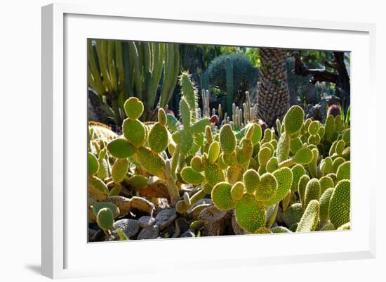 Cactus Garden-Oleg Znamenskiy-Framed Photographic Print