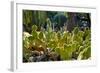 Cactus Garden-Oleg Znamenskiy-Framed Photographic Print