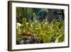 Cactus Garden-Oleg Znamenskiy-Framed Photographic Print