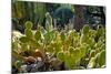 Cactus Garden-Oleg Znamenskiy-Mounted Photographic Print