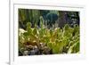 Cactus Garden-Oleg Znamenskiy-Framed Photographic Print