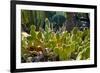 Cactus Garden-Oleg Znamenskiy-Framed Photographic Print