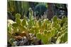 Cactus Garden-Oleg Znamenskiy-Mounted Photographic Print