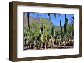 Cactus Garden-Oleg Znamenskiy-Framed Photographic Print