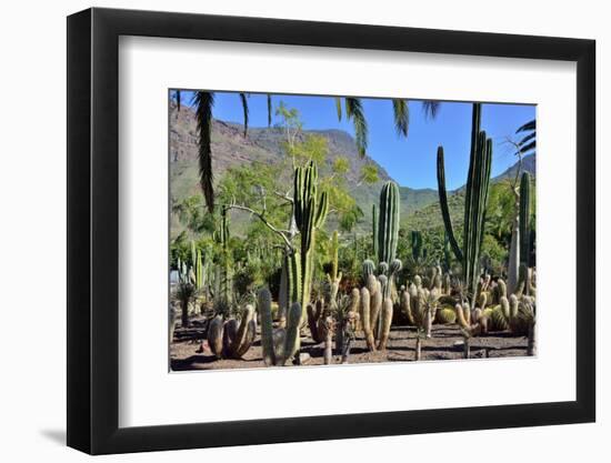 Cactus Garden-Oleg Znamenskiy-Framed Photographic Print